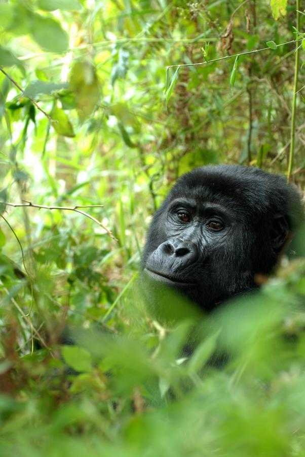 Nkuringo Bwindi Gorilla Lodge Eksteriør bilde