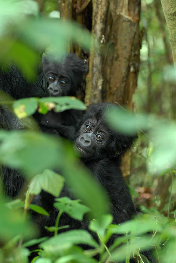 Nkuringo Bwindi Gorilla Lodge Eksteriør bilde